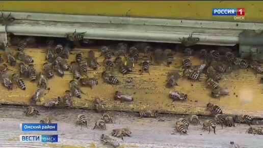 В омских пчеловодческих хозяйствах на месяц позже начали сбор первого меда