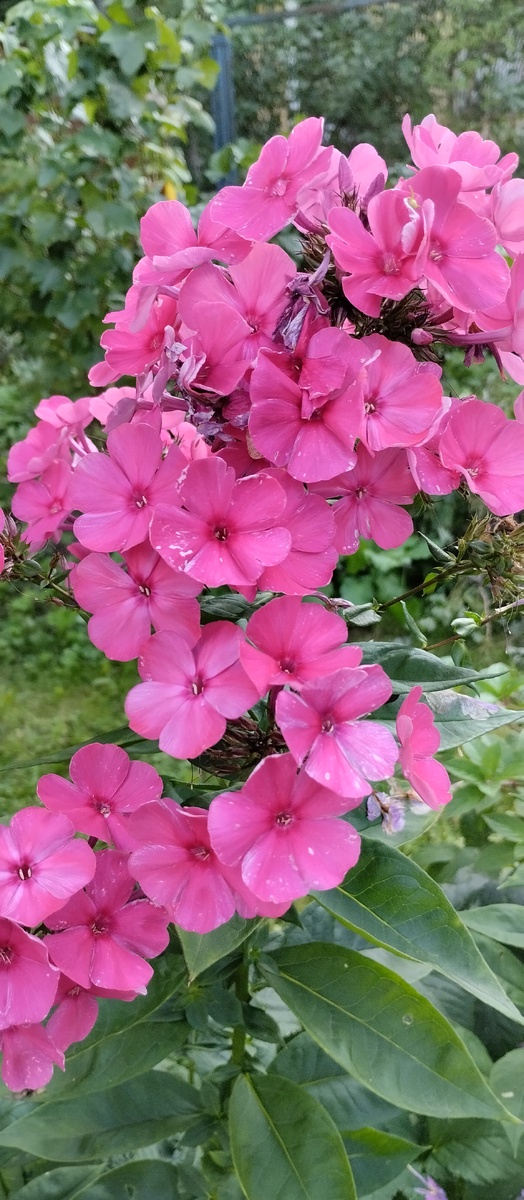 Флокс из ранних. Цветет давно.