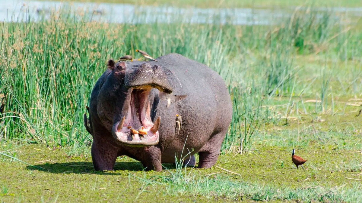 Иди сюда я не кусаюсь, я просто раскусываю напополам