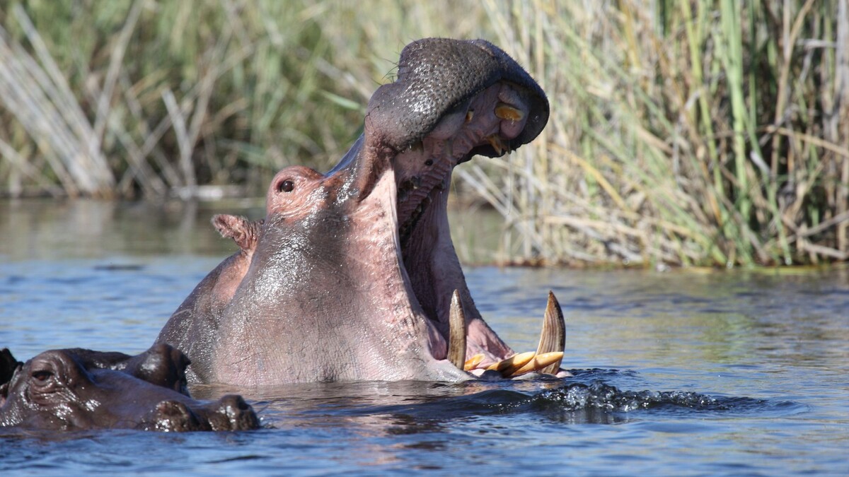 Кис кис кис, глупый лев, хочешь подойти? Попробуй