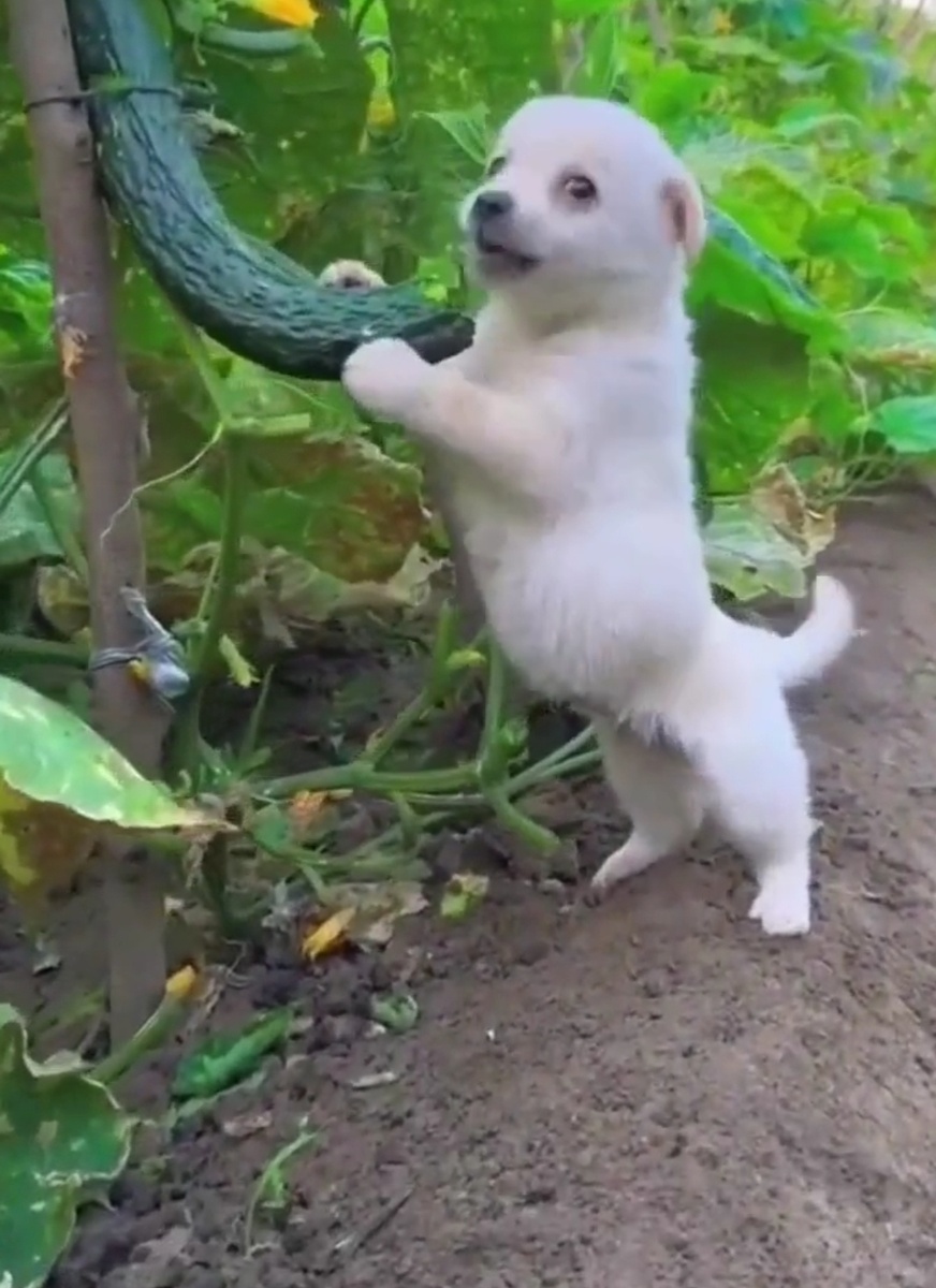 Скриншот из видео