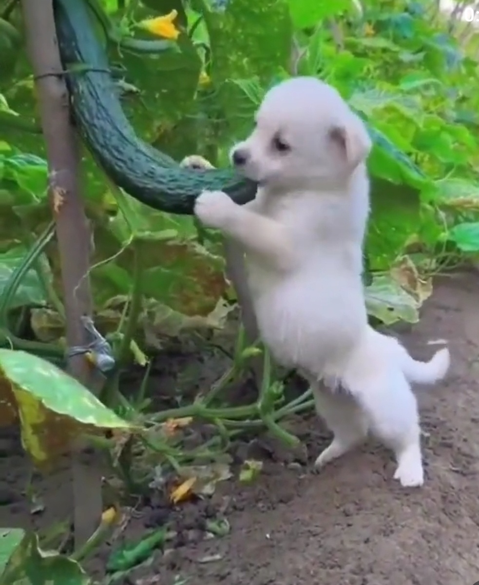Скриншот из видео