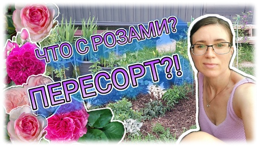 Первое ЦВЕТЕНИЕ РОЗ и других цветов после посадки // Обзор сада // Июль 2024