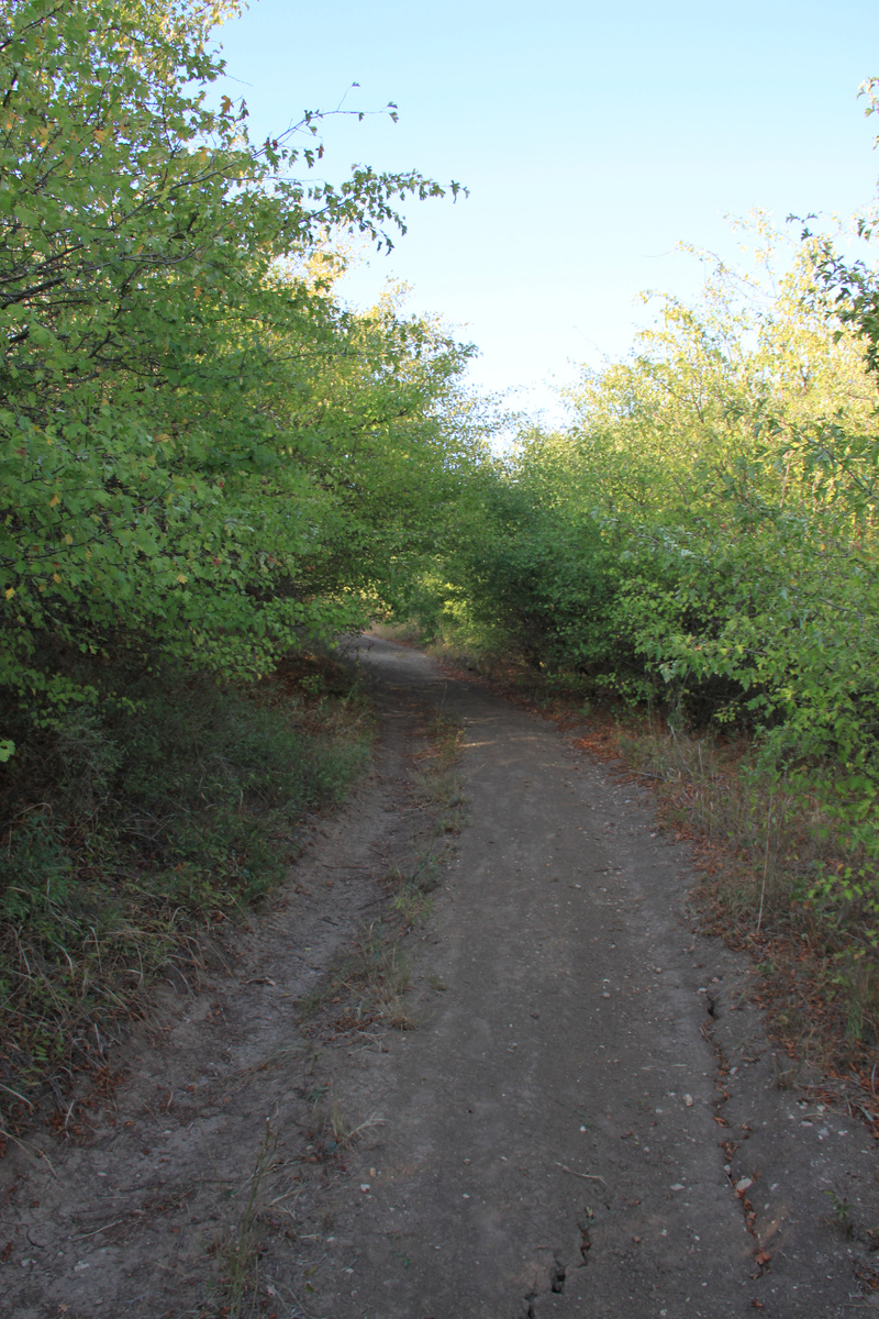 Дороги есть, в том числе и лесной части. Но мы пешком ходили, на авто как-то не интересно. 