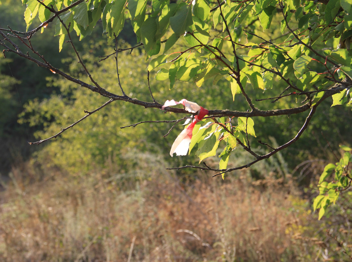 По территории есть указатели, кто-то, что-то огранизует