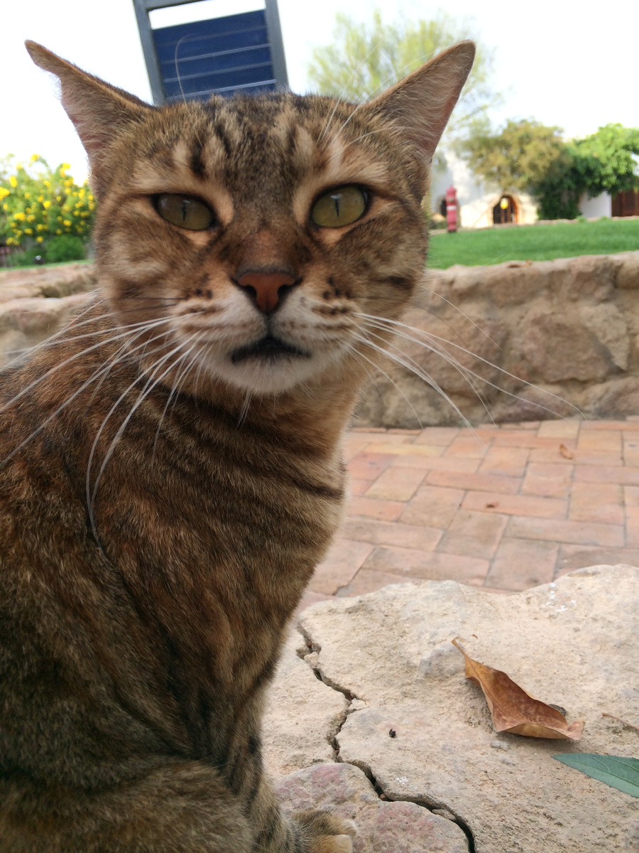 Коты — моя отдельная любовь (листайте галерею). Подруга обозвала это фото "Понаехали..."