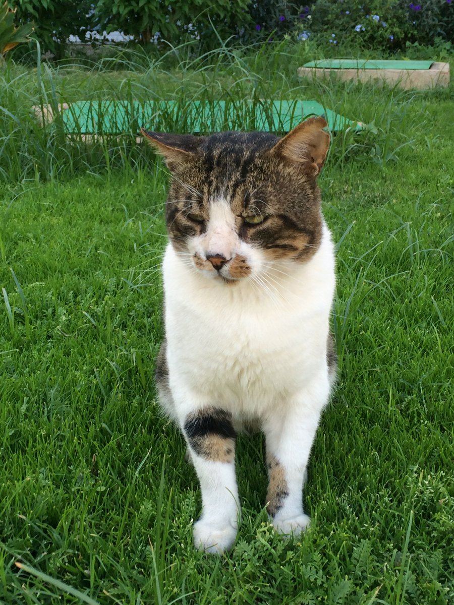 Везде эти туристы... Проходу от них нет