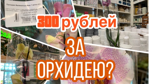 300 рублей за ОРХИДЕЮ? 😱 Уцененные орхидеи фаленопсис (Мегастрой, август 2024)