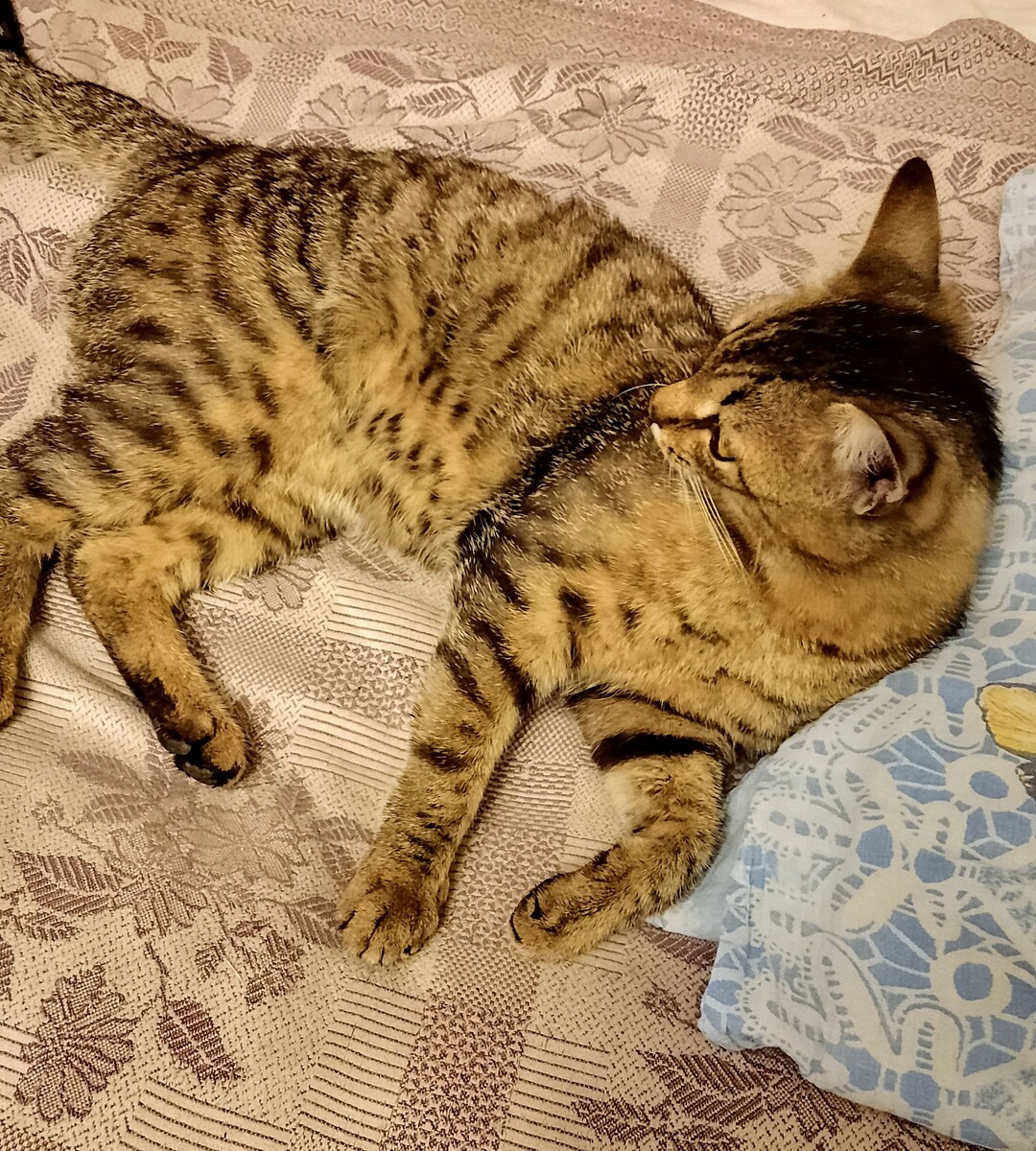 Максик не хочет спать.