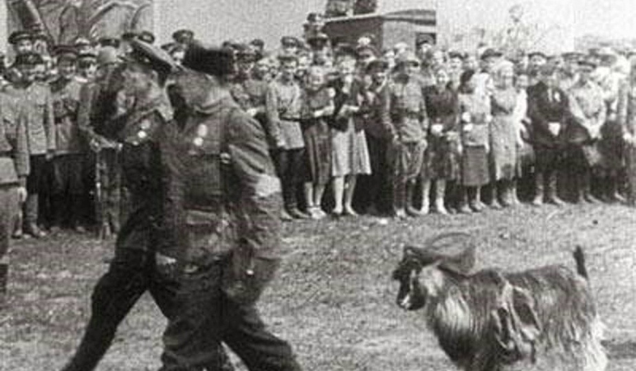 Почему в параде в честь освобождения Минска участвовала коза?