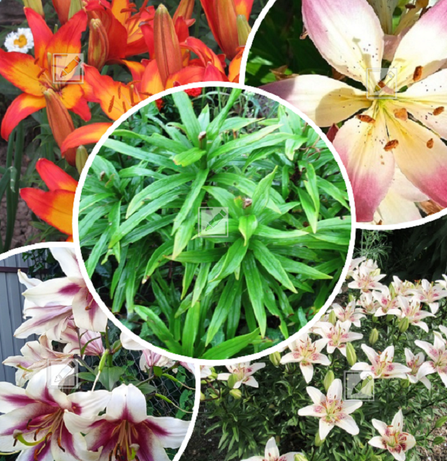 коллаж выполнен автором из своих фотографий