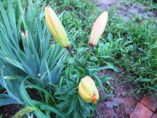 фото автора, лилия на 9 августа 2024 г собралась цвести