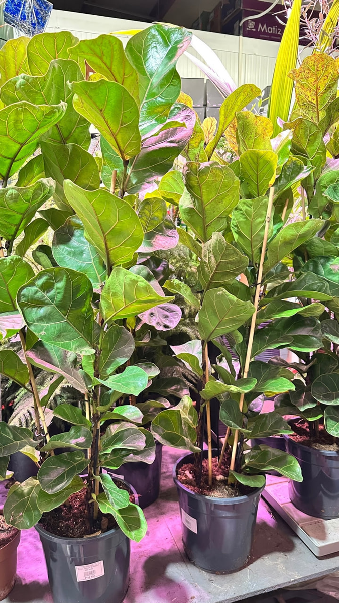 Фикус Лирато Бамбино