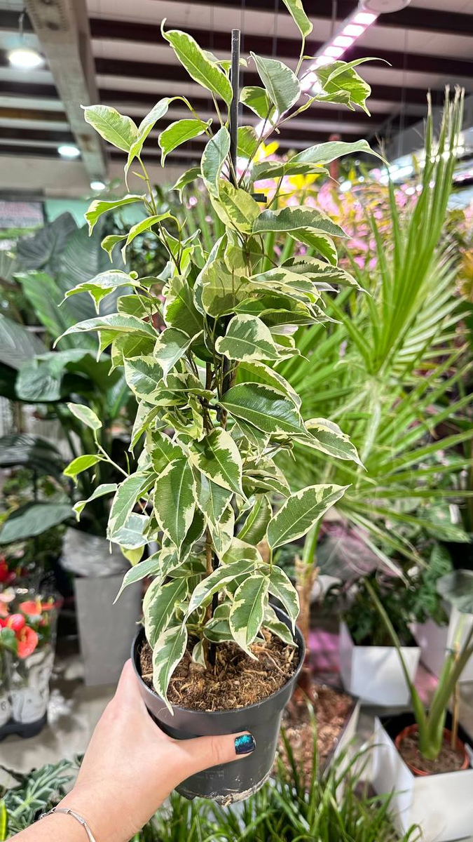 Фикус Твилайт