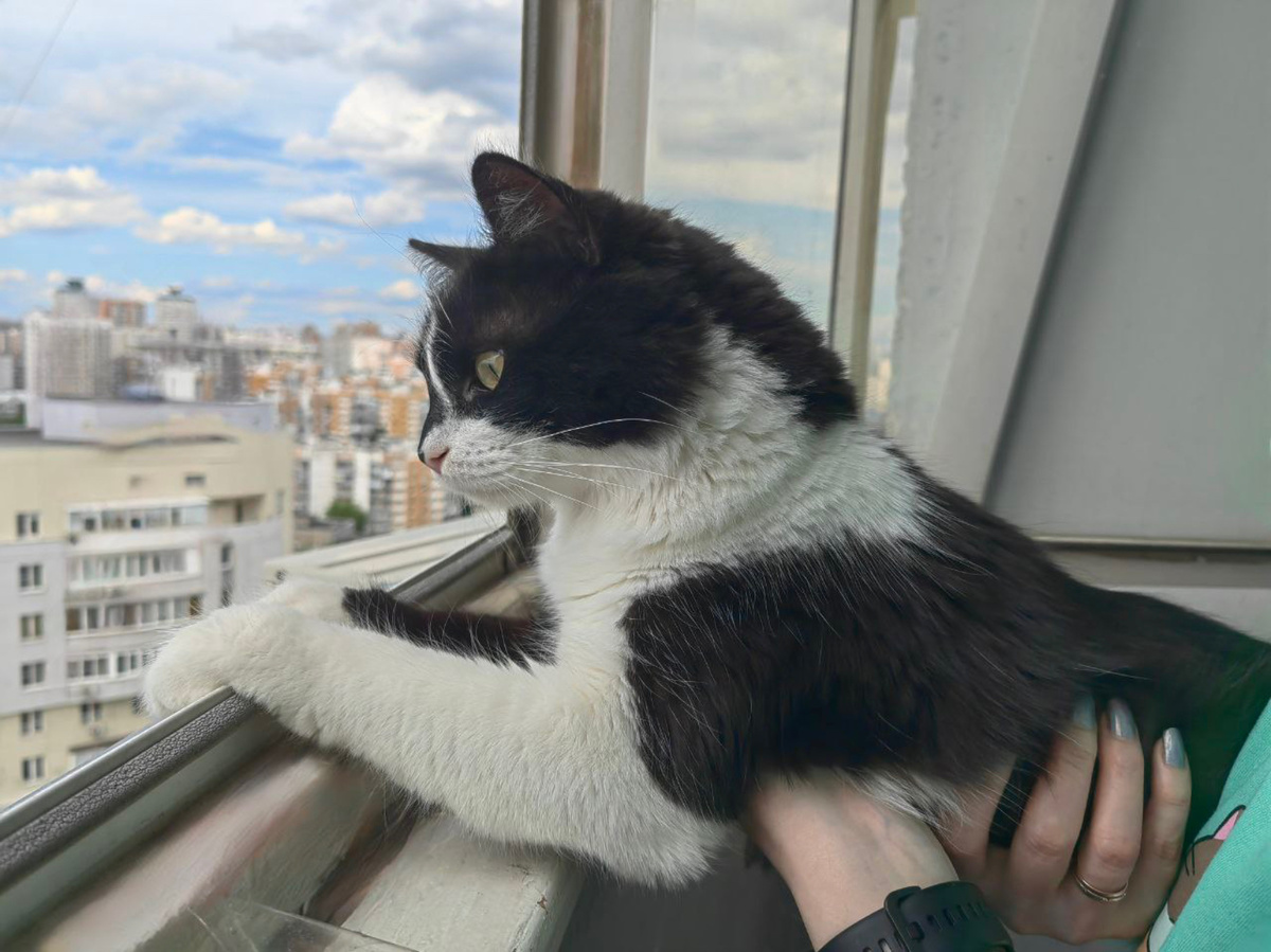 окна постоянно закрыты, открываются на 5 минут подышать, кот дышать любит, но при этом жестко фиксируется, хотя умный, понимает - опасно.