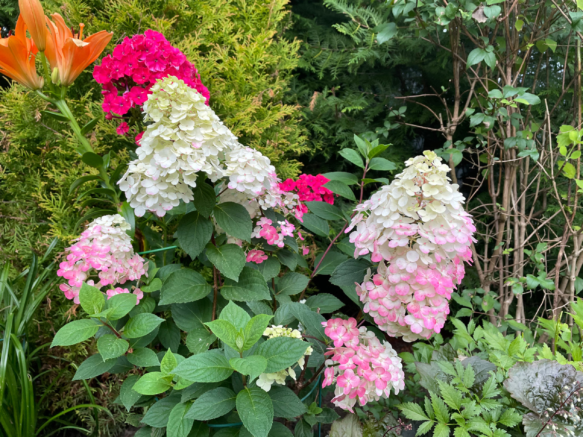 Самарская Лидия