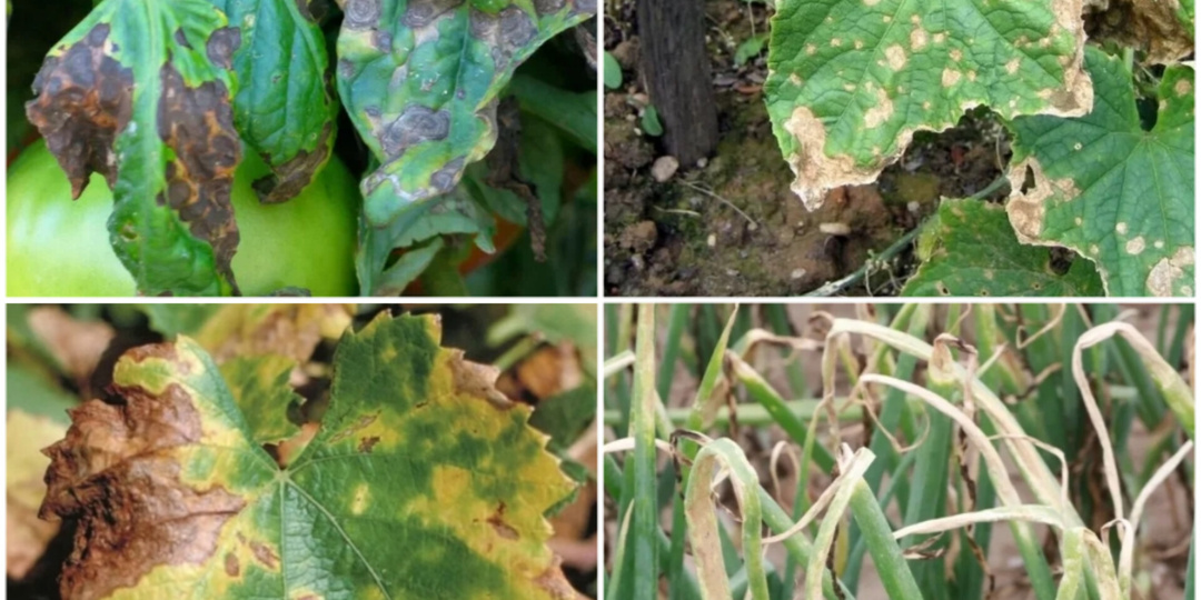 Чем лечить, чтобы спокойно есть. Препараты для спасения плодоносящих овощей и ягодников.