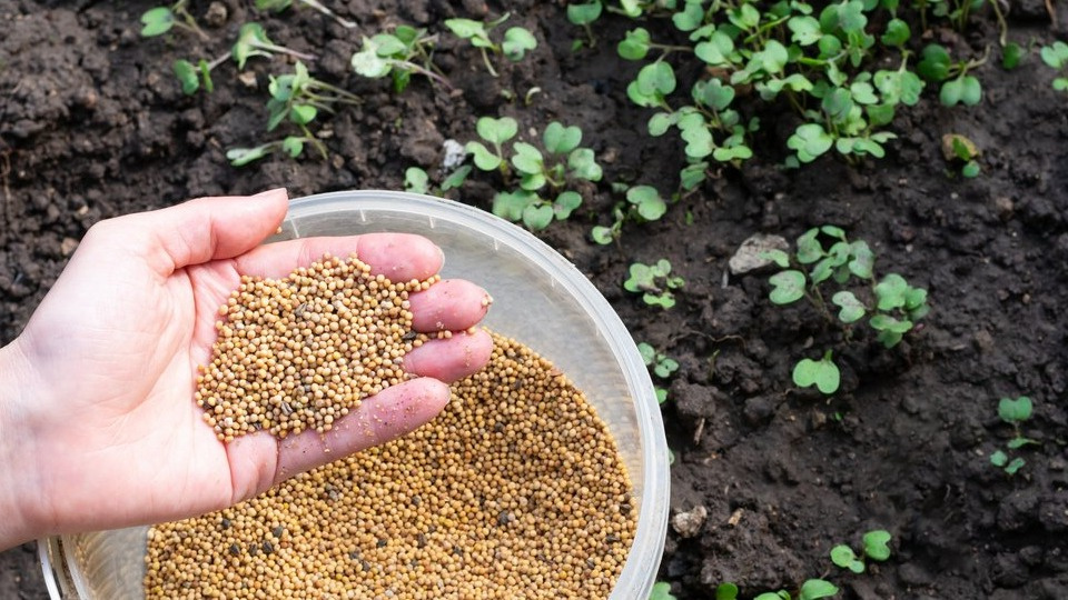 Земля была тяжелой и плотной. Нашел способ улучшить грунт без навоза, теперь почва рыхлая и воздушная