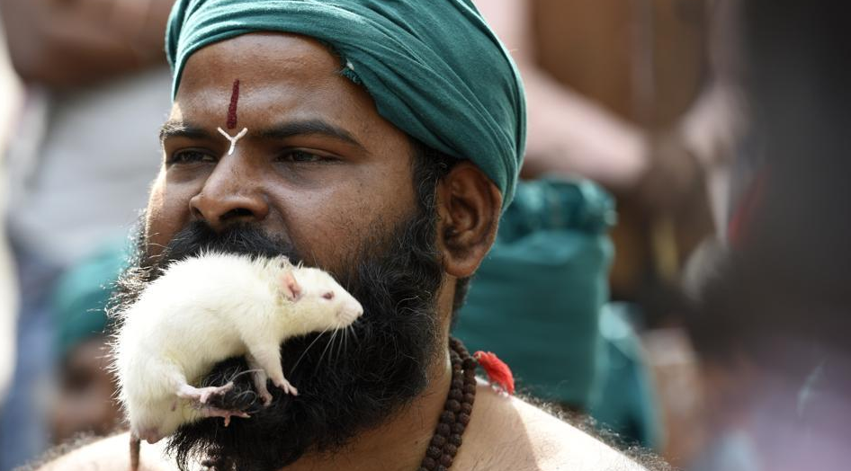 Любопытно, что это белая крыса, то есть явно была куплена в зоомагазине за деньги