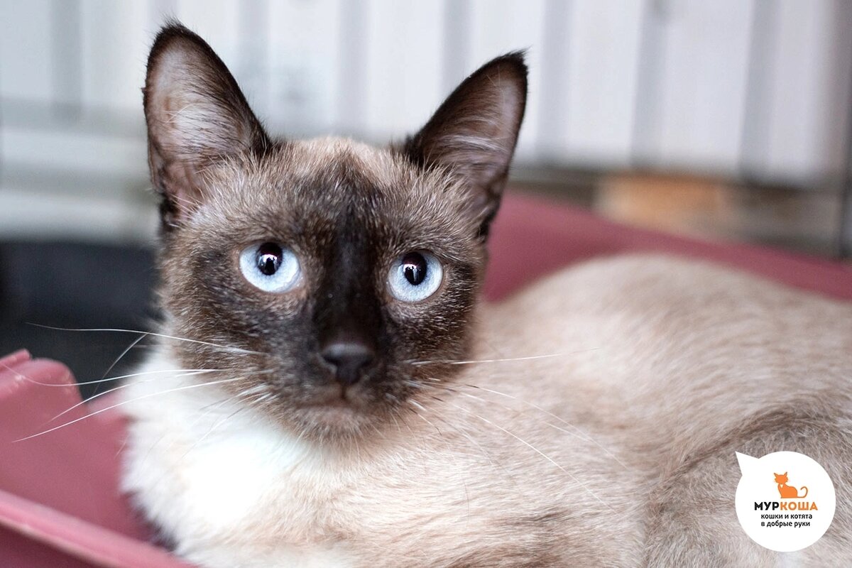 Анисью нашли на улице.