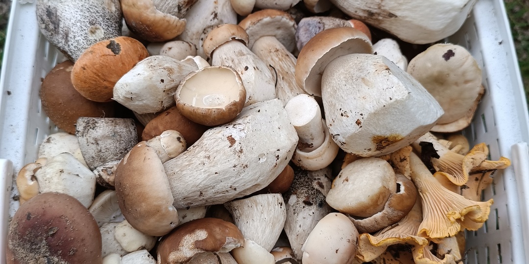 Грибное счастье, неожиданное, но вполне заслуженное. 05.08.2024