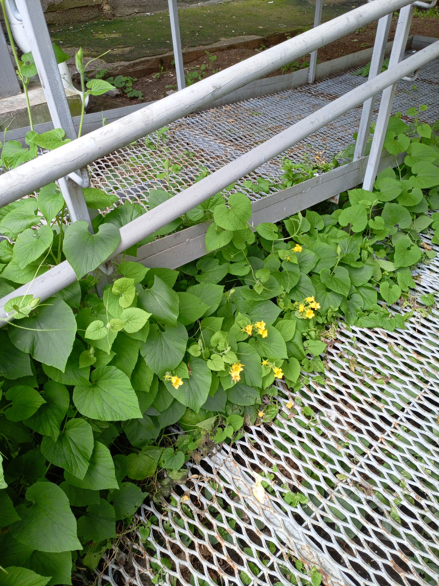 Какие-то вьющиеся растения у подъезда. Красиво.