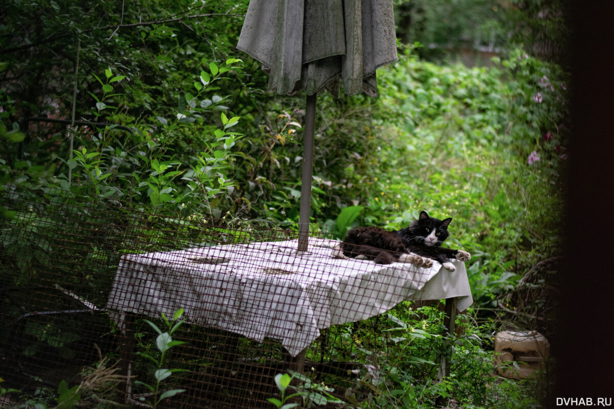    За домом располагается палисадник