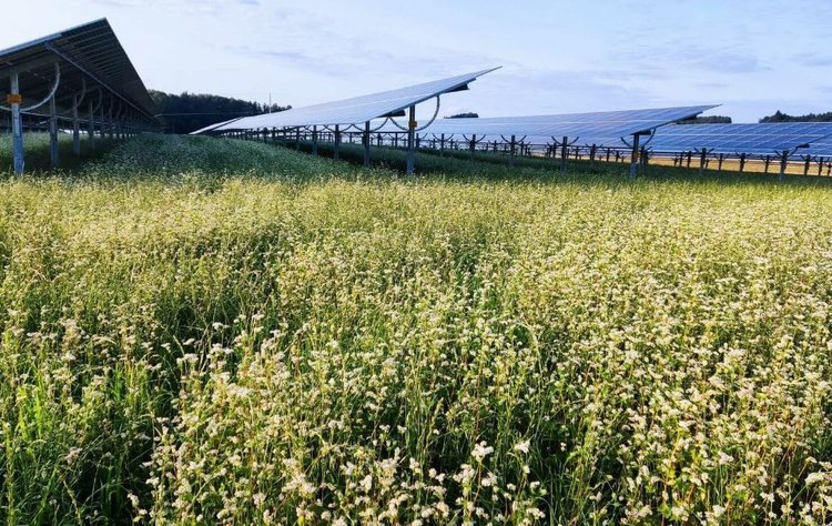    Крупнейшая в Германии агро-фотоэлектрическая система введена в эксплуатацию