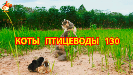 Пушистые коты птицеводы Айс и Ася (серия 130) 🪿🦆🐓 Кошечка и цыплята 🐥🐤😹