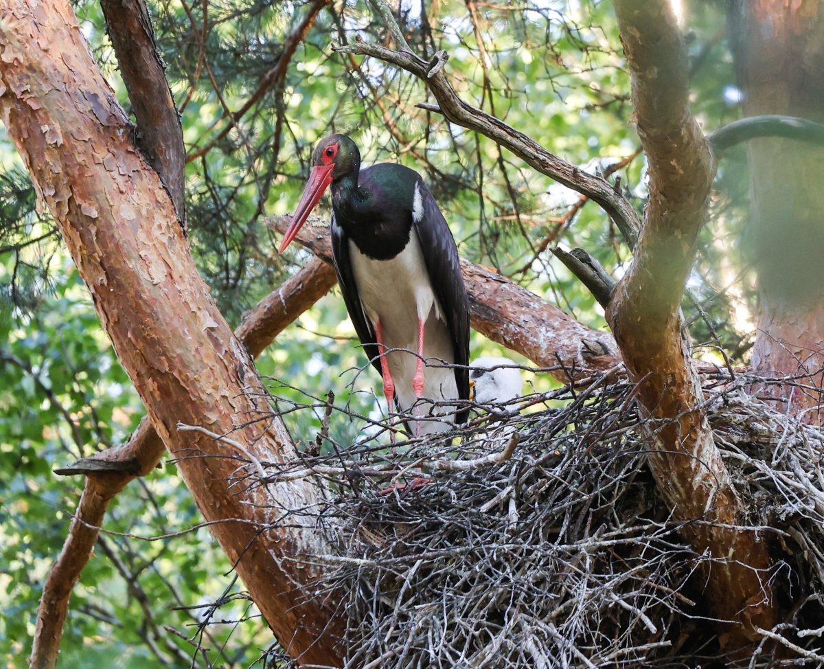    Алексей Левашкин не уточнил, где именно нашел гнездо птицы