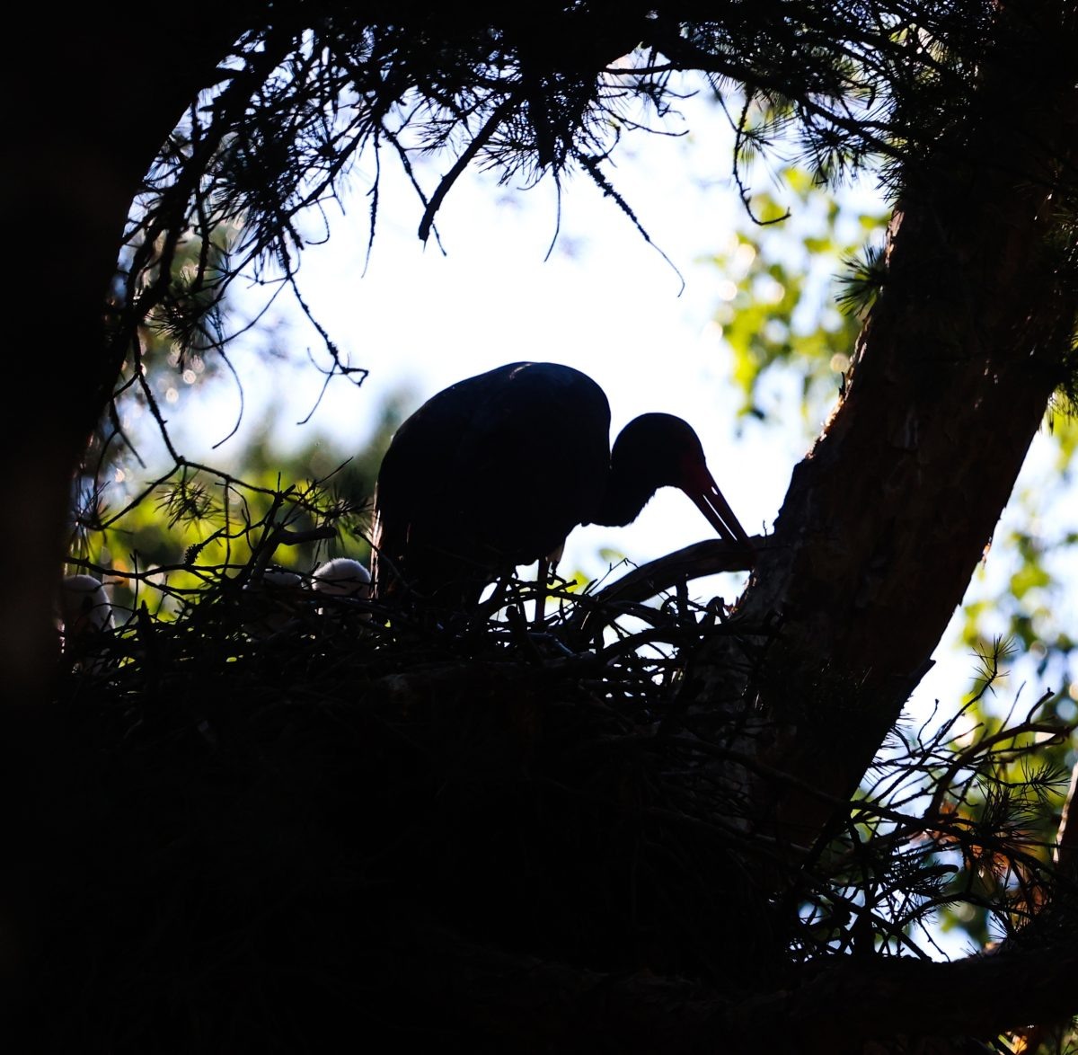    Фото: vk.com/nestboxer