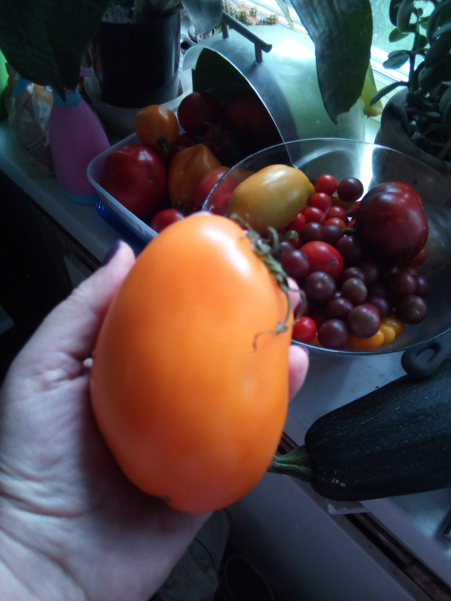 Томаты в теплице первый год