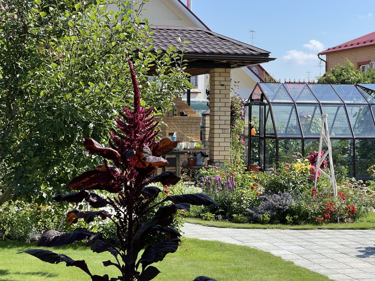 Амарант в моем саду