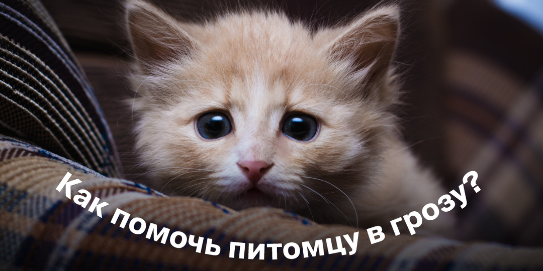 Как помочь питомцу грозу?