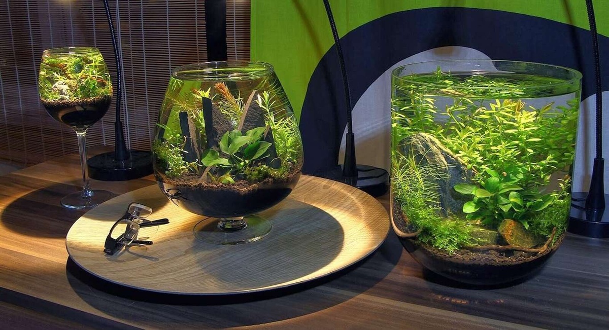 В такие аквариумы реально посадить петушков.