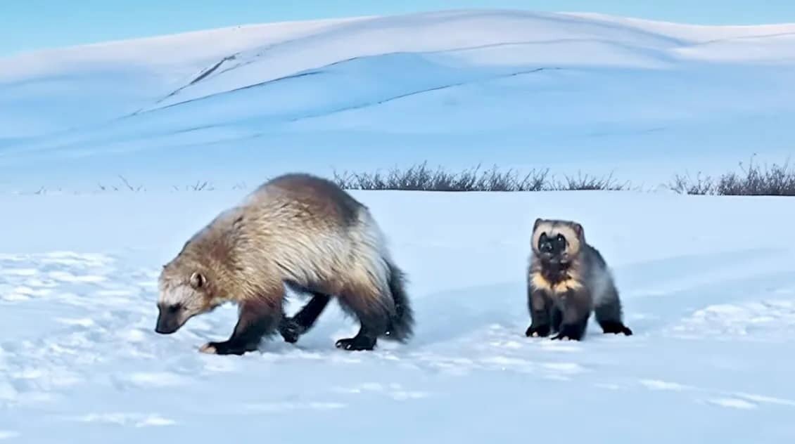    Трехмесячный детеныш росомахи со своей матерью / © BBC Earth