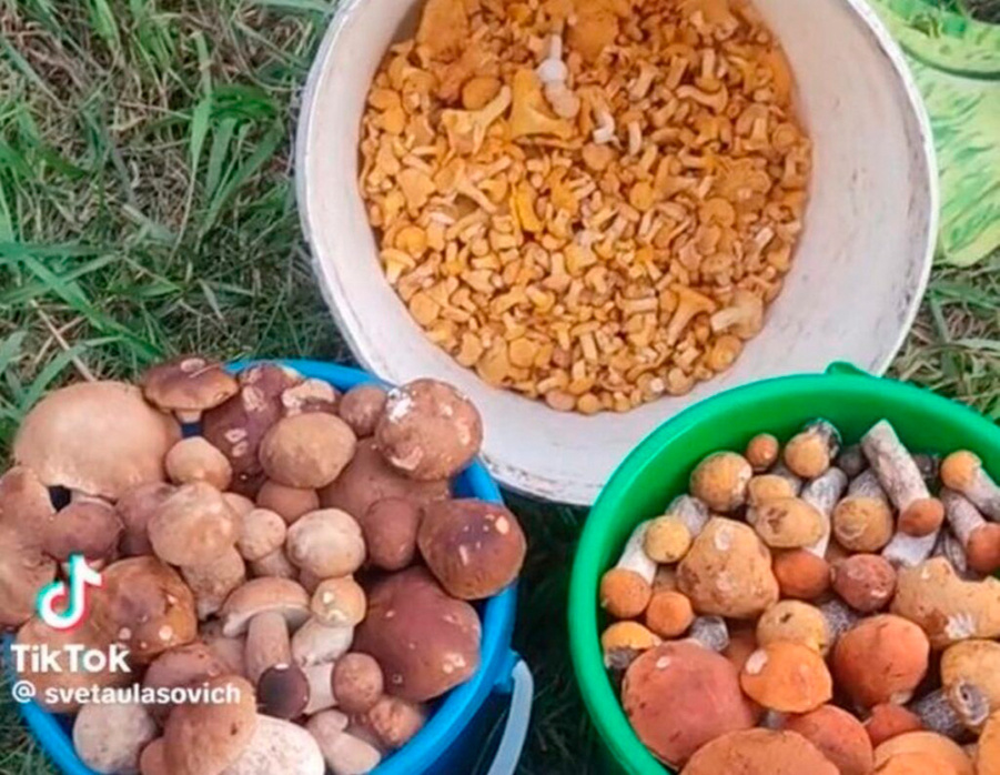     Копыльские грибы покорили TikToк
