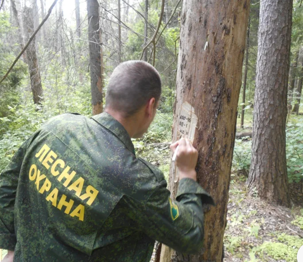 Взято из свободного бесплатного доступа в интернете. ЛЕСНИК.