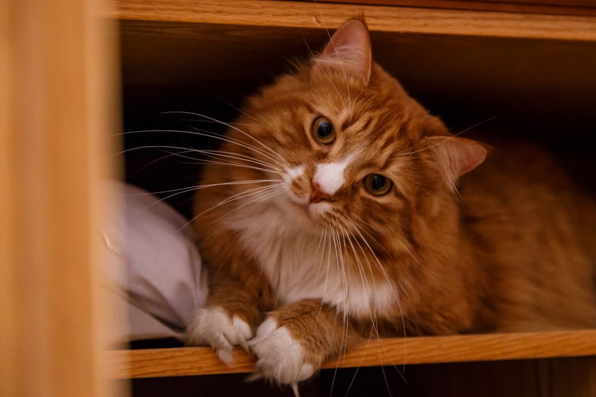 Кошка в шкафу 