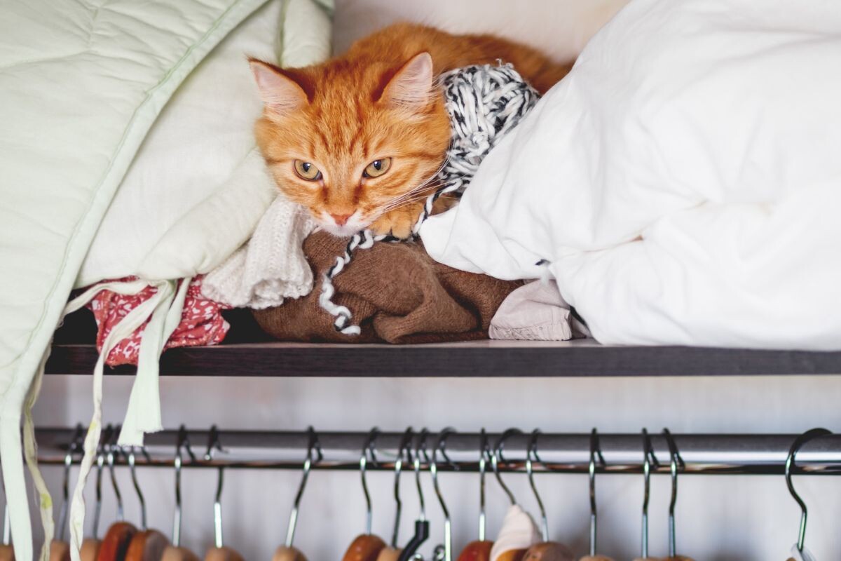 Почему кошка лезет в шкаф с вещами