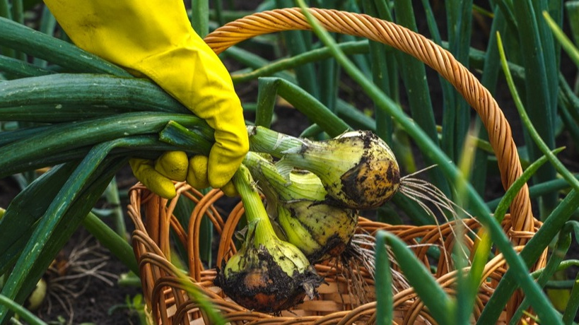 В этом году могу с гордостью сказать, что я – успешный луковод. Отродясь у меня не было такого высокого урожая лука и пера, как сейчас.