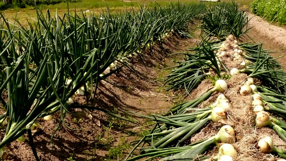 Уверен в одном, что холмики нужно делать более широкими, чтобы на каждом из их посадить по 2 строчки. 