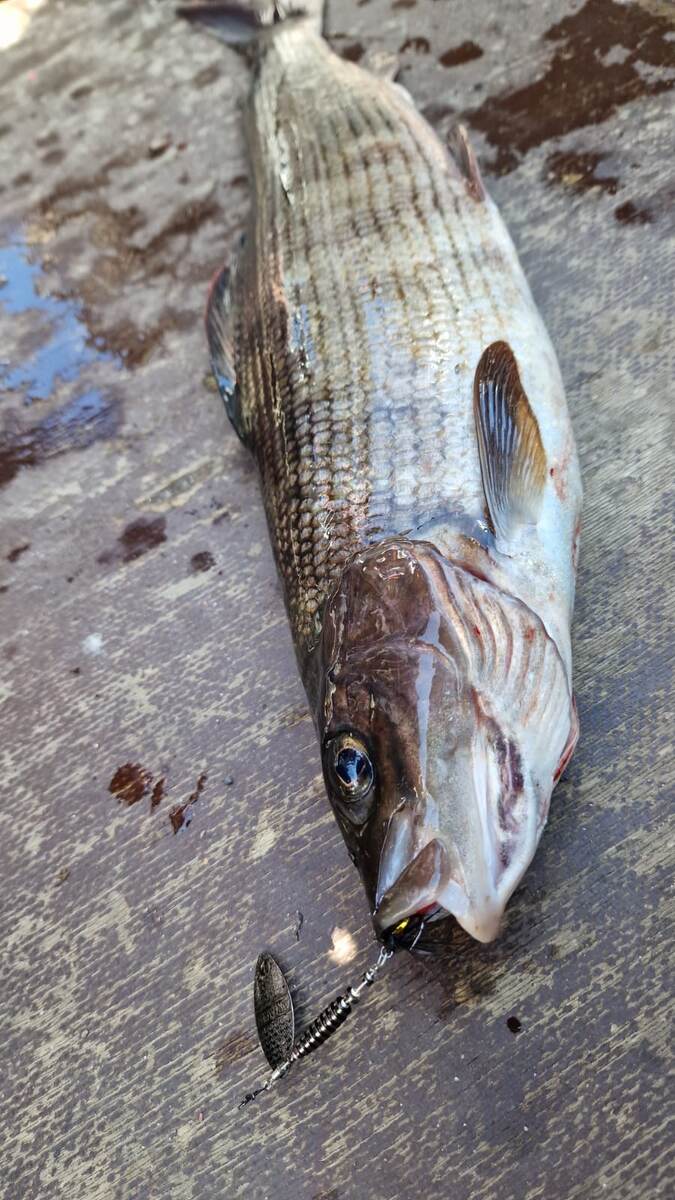 Хариус на вертушку.