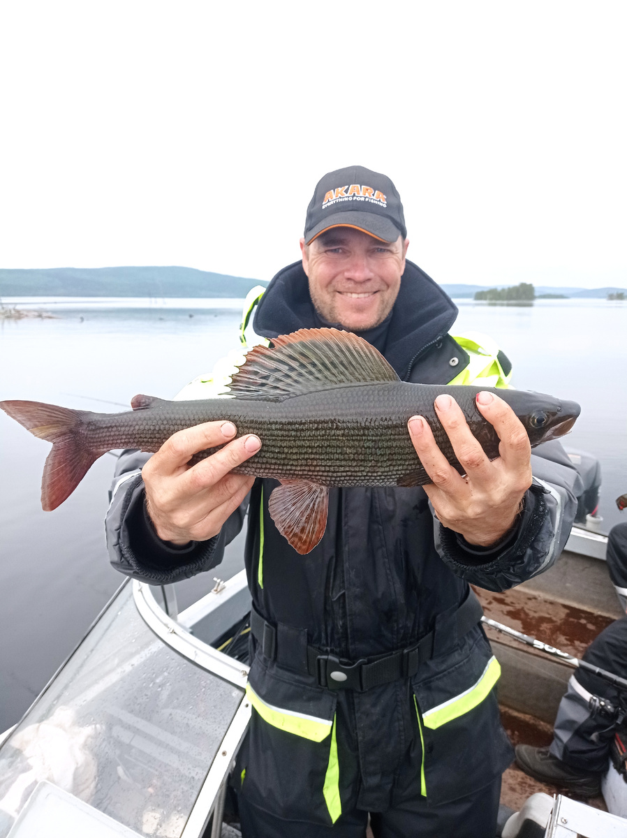 Хариус озерный