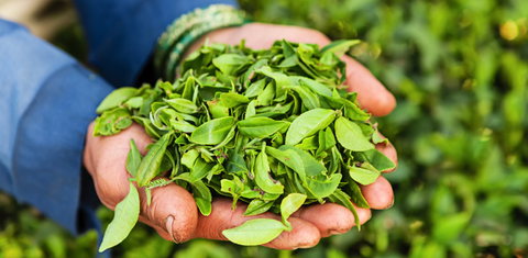 Мир Черного Чая: От Происхождения до Заваривания