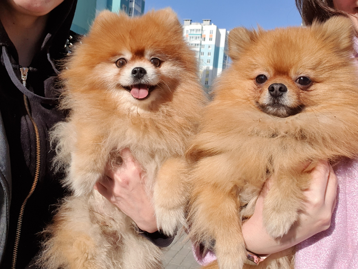 Бадди  с другом на прогулке