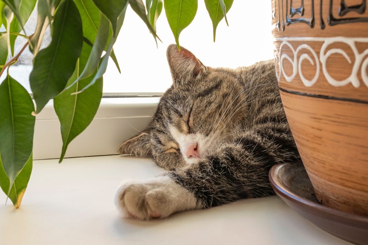 Кошка спит на подоконнике 