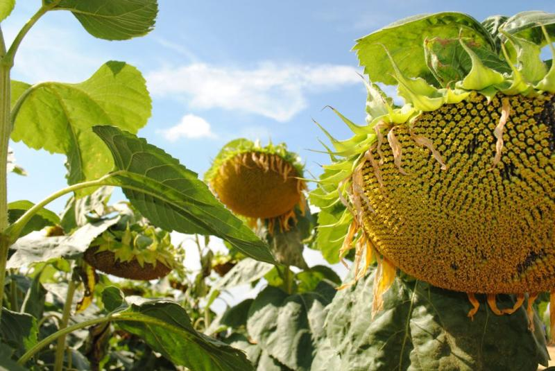 Фото сайта Минсельхоза России 