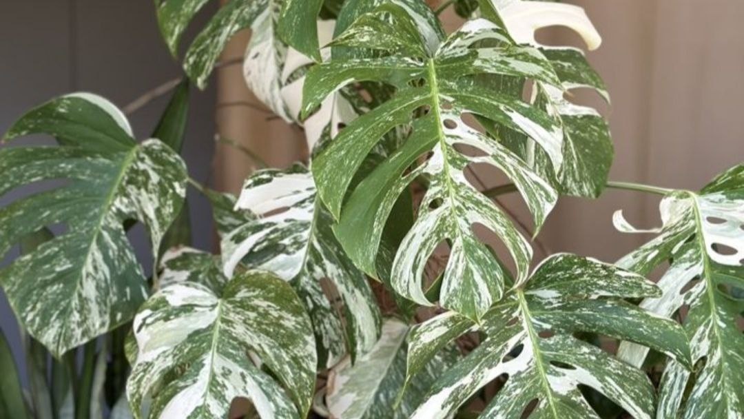 Монстера Альба давно привлекает мое внимание своей необычной окраской огромных листьев