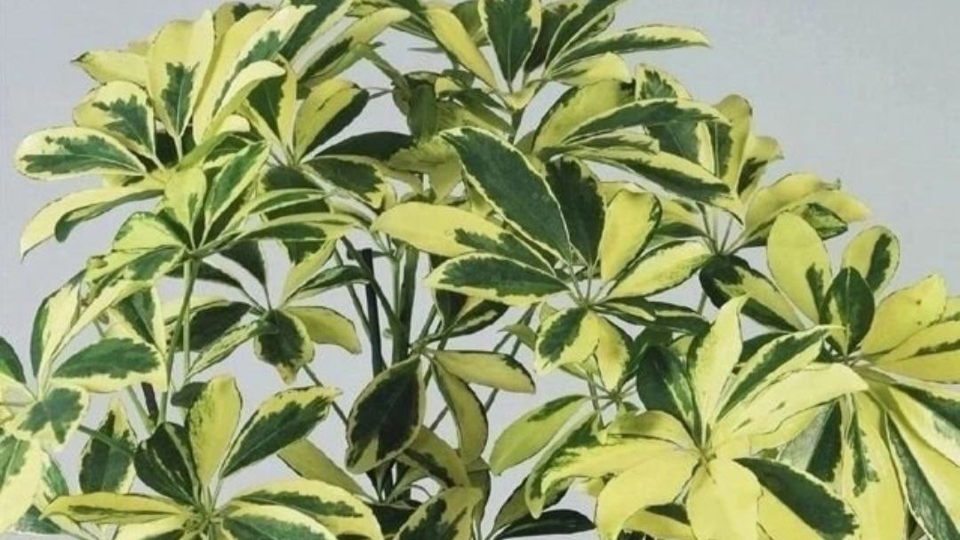 Шеффлера с ярким окрасом дано живет у меня и радует своей великолепной кроной